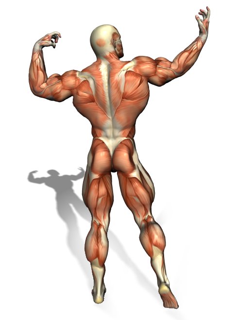 Shoulder Muscle Pose