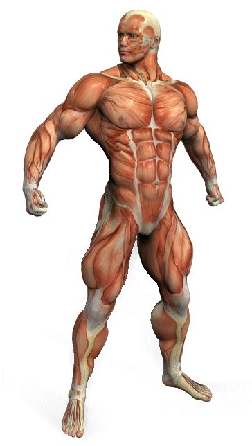 Dynamic Muscle