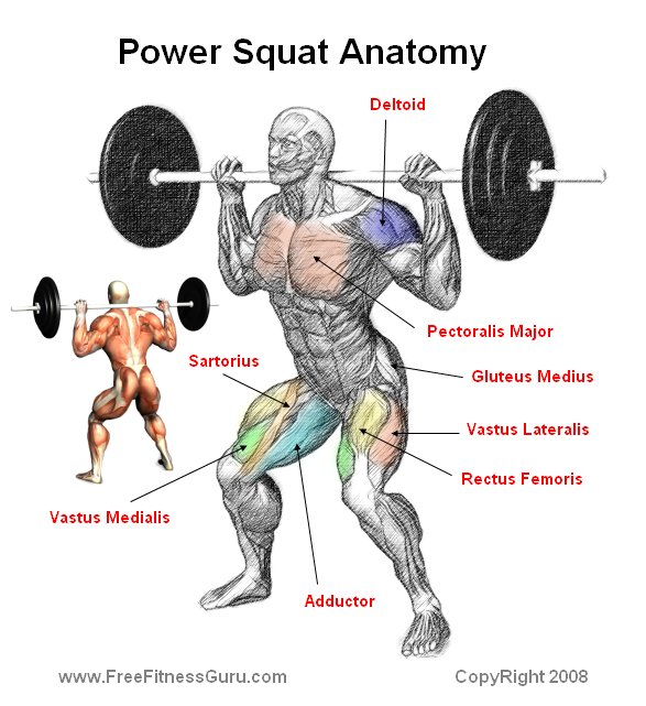 power squat anatomy