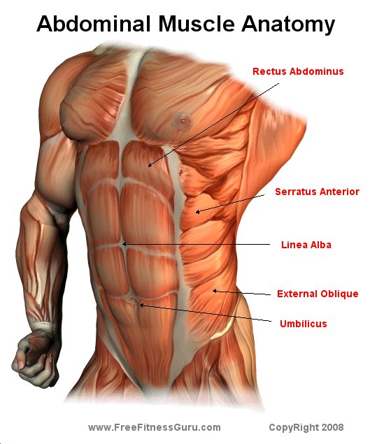 Abdominal Anatomy