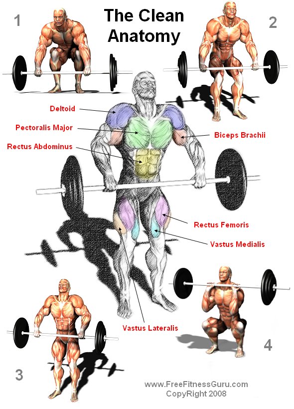 barbell clean anatomy