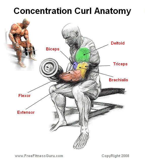 concentration curl anatomy