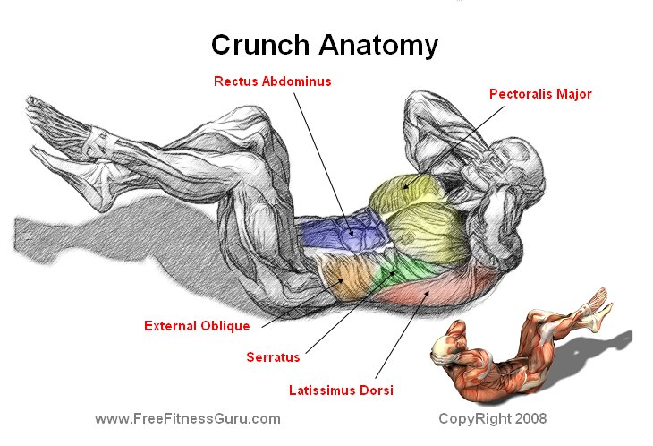 abdominal crunch anatomy