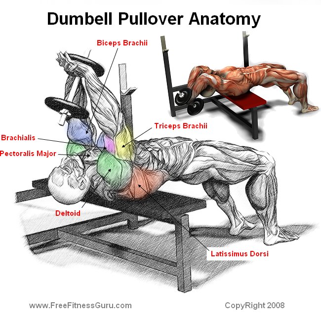 dumbell pullover anatomy