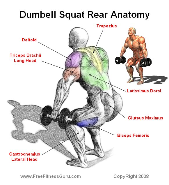 dumbell squat anatomy