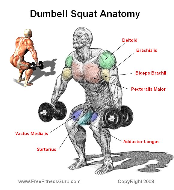dumbell squat anatomy