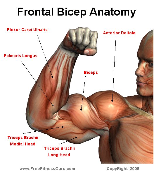 Bicep front Anatomy