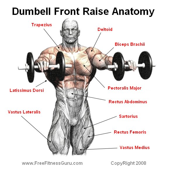 dumbell front raise anatomy
