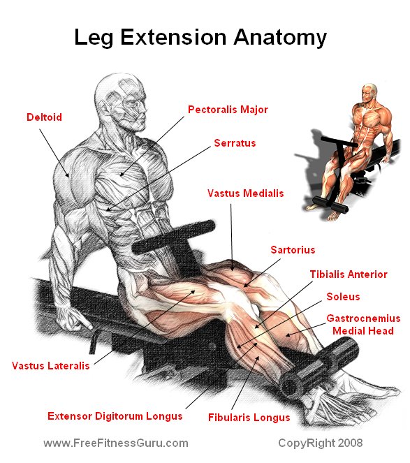 leg extension anatomy