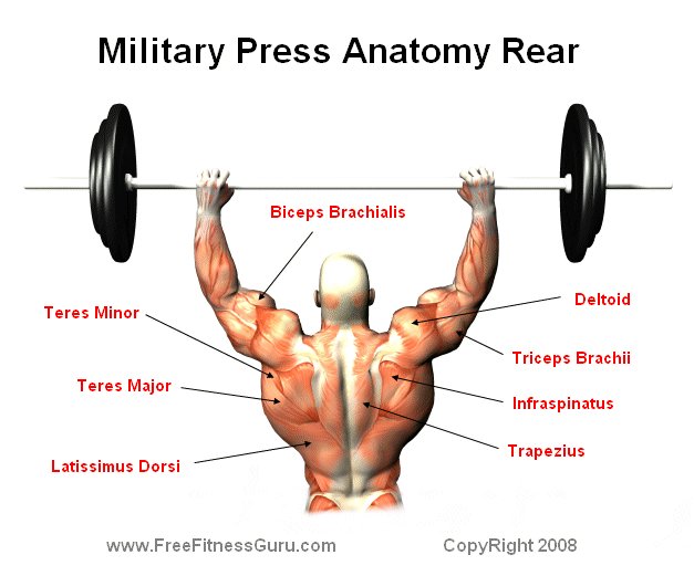 seated military press muscles worked