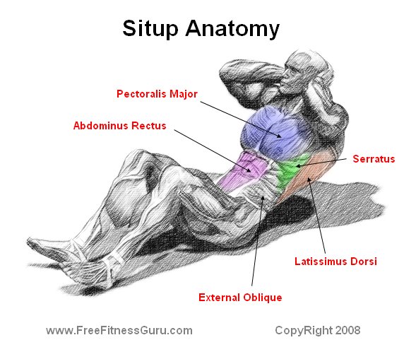 situp anatomy
