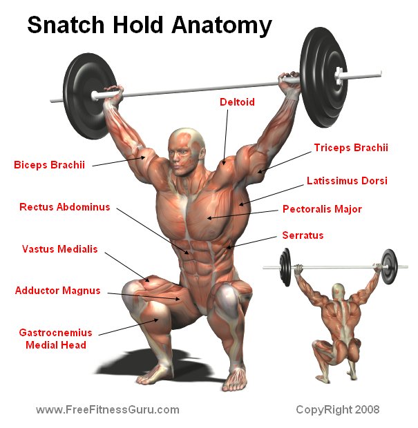 snatch anatomy