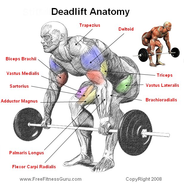 deadlift anatomy