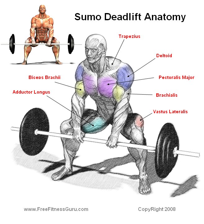sumo deadlift anatomy