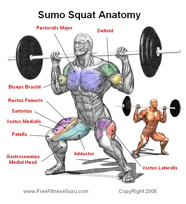 sumo squat anatomy