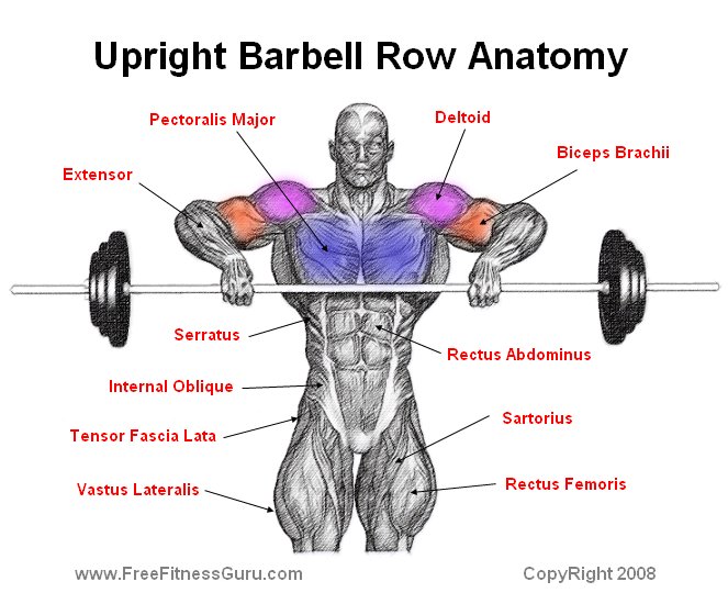 upright row anatomy