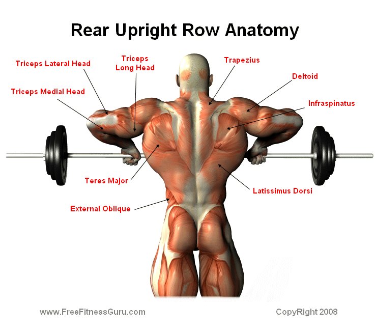 rear upright row anatomy