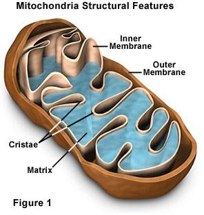 Mitochrondria