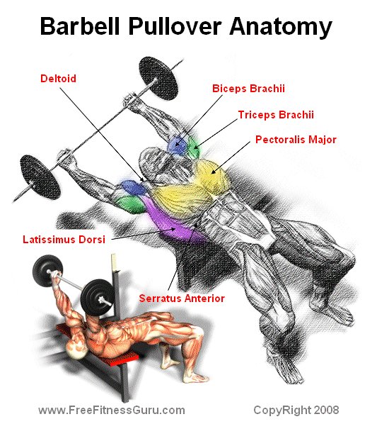 FreeFitnessGuru - Barbell Pullover Anatomy